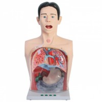 KAY-A2高级透明洗胃模型-洗胃模型-上海康谊医学模型厂家