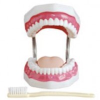 KAY-K牙护理保健模型（放大5倍）护理专业技能训练模型