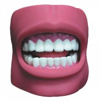 KAY-K4牙护理保健模型（带脸颊，自然大）口腔护理模型