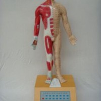 KAY-B01电动语言十四经穴针灸模型-针灸经络人体模型
