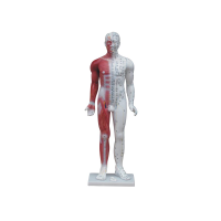 85cm人体针灸穴位模型-上海康谊医学教学仪器设备有限公司