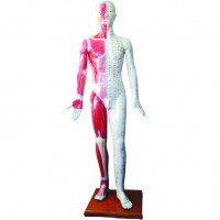 康谊牌KAY-B04标准针灸穴位模型-针灸经络人体模型