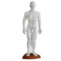 KAY-B07人体针灸模型（男性）人体经络模型-中医教学模型