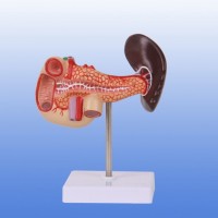 KAY/A12004胰、十二指肠和脾模型-人体解剖医学模型