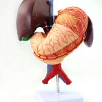 KAY-A471C肝、胆、胰、脾、胃、十二指肠模型(6部件)
