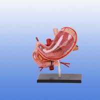 KAY-A458透明胃解剖模型-胃解剖模型-上海康谊公司厂家