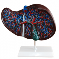 康谊牌KAY-312肝解剖模型-肝与胆囊模型-人体肝解剖模型