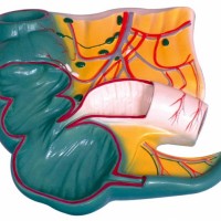 KAY-L1078阑尾和盲肠（回盲部）解剖模型-直肠剖面模型