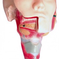 KAY-L1080唾液腺及咽肌解剖模型-人体解剖医学模型