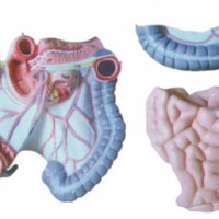 康谊牌KAY-L1085结肠空回肠解剖模型人体解剖医学模型