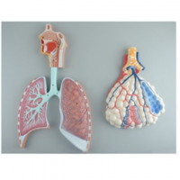康谊牌KAY-A435呼吸系统概观模型-人体呼吸系统解剖模型