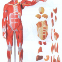 KAY-A11301/1人体全身肌肉附内脏模型(80cm)