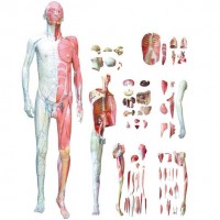 KAY-L1066人体全身层次解剖附内脏模型-人体解剖模型