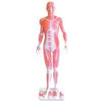 KAY-L1064人体全身肌肉解剖模型-人体解剖医学模型