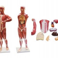 KAY-L1068人体肌肉附内脏模型-人体解剖示教模型