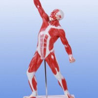 KAY-A341人体浅层运动肌肉解剖模型-人体医学解剖模型