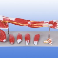 KAY-A331上肢肌肉附主要血管神经模型-上肢肌肉解剖模型