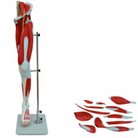 KAY-A332下肢肌肉附主要血管神经模型-下肢肌肉解剖模型
