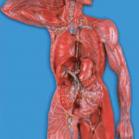 康谊牌KAY-A16011淋巴系统模型-人体内分泌系统模型