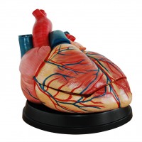 康谊牌KAY-X307C四倍大心脏解剖模型-心脏解剖放大模型