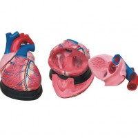 KAY-X307大心脏解剖模型-心脏解剖模型-人体心脏模型
