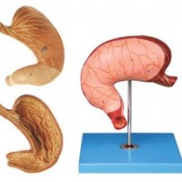 康谊牌KAY/A12002胃及剖面模型-人体胃解剖教学模型