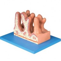 康谊KAY/A12005空肠内面放大模型-人体解剖医学模型