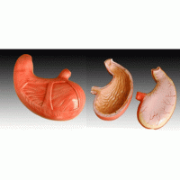 KAY-306胃解剖模型-上海康谊医学教学仪器设备有限公司