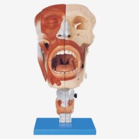 KAY/A13001鼻、口、咽、喉腔模型-人体呼吸系统模型