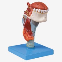 康谊牌KAY/A13003喉连舌、牙模型-人体解剖医学模型