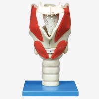 康谊牌KAY/A13005喉结构与功能放大模型-喉头解剖模型