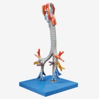 KAY/A13006喉与气管、支气管树模型人体解剖医学模型