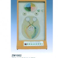康谊牌ZM1002瞳孔对光反射电动模型-电动系列解剖模型