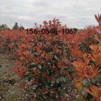 红叶石楠价格30公分40公分、50公分红叶石楠报价