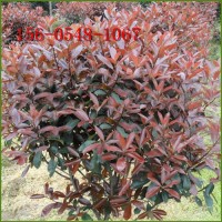 供应绿化苗木8-10-11-12公分紫叶李15公分造型红叶李