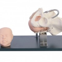 康谊牌KAY-F23带有胎儿头的骨盆模型-分娩演示教学模型