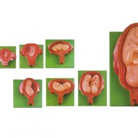 康谊牌KAY/42005胎儿妊娠发育过程模型（8部件）