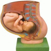 KAY-32009骨盆妊娠九个月胎儿模型-妇婴技能训练模型