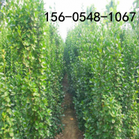 出售绿化苗木1米-1.5米北海道黄杨2米北海道黄杨