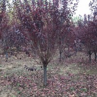 8-10公分红叶李 花灌木大量出售 11公分紫叶李
