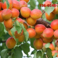 供应嫁接杏树规格齐全3公分杏树苗木苗根系发达