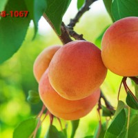 新品种杏树苗 3-5公分红杏苗6-7公分杏树苗