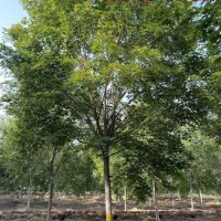 12公分五角枫价格园林绿化彩叶观赏苗木 规格齐全