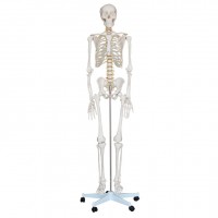 康谊牌KAY/A001人体骨骼模型180CM-骨架模型