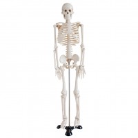 康谊牌KAY/A002人体骨骼模型85CM-人体骷髅模型