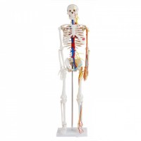 KAY/A004人体骨骼带心脏与血管模型85CM