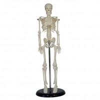 KAY/A005人体骨骼模型42cm人体解剖医学模型