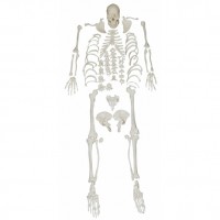 康谊牌KAY-X130人体骨骼散骨模型（游离骨模型）