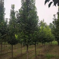苗圃直售现挖现卖 树形优美易成活15公分彩叶豆梨