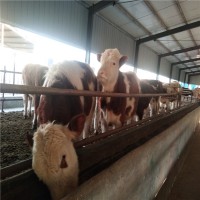 2024年西门塔尔肉牛犊价格多少钱